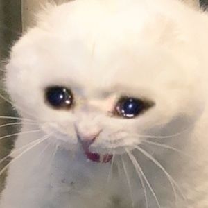 Meet your Posher, Freddie